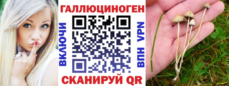 OMG ONION  Искитим  Галлюциногенные грибы Psilocybe 